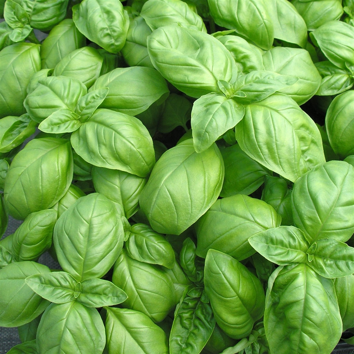 Basilic favoris