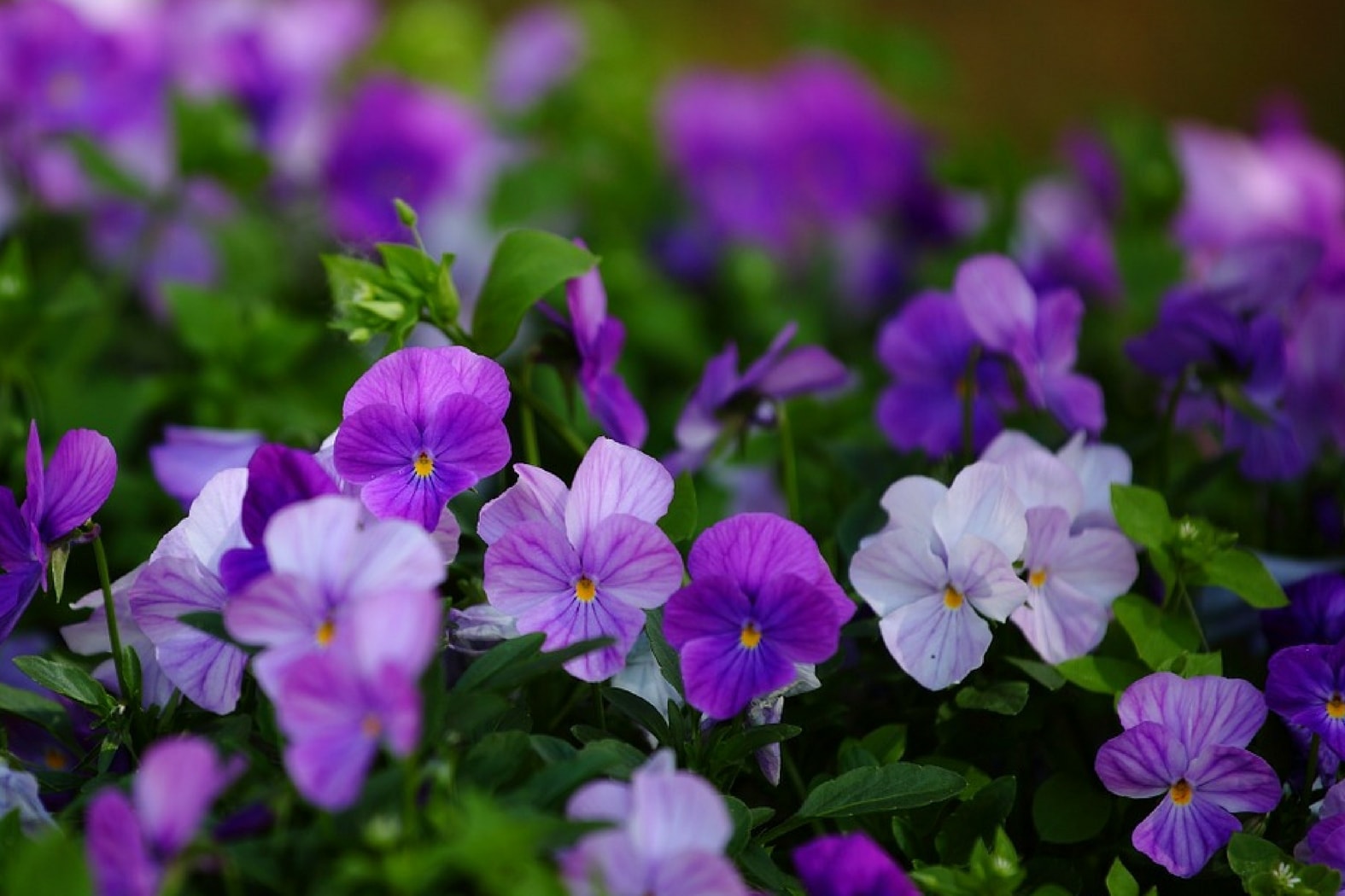 Violettes