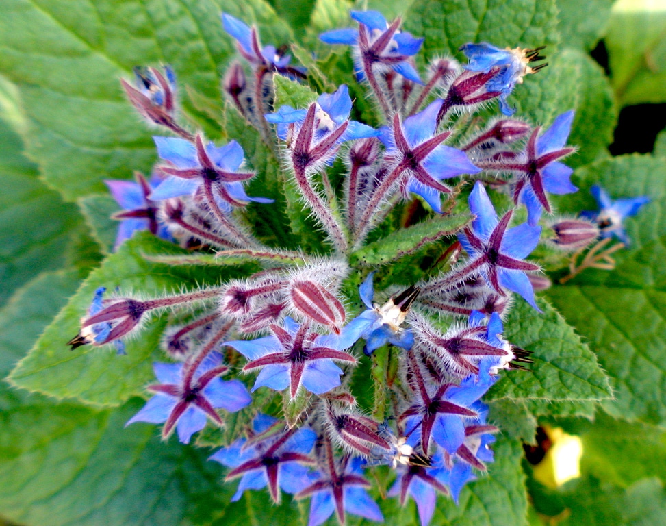 Bourraches