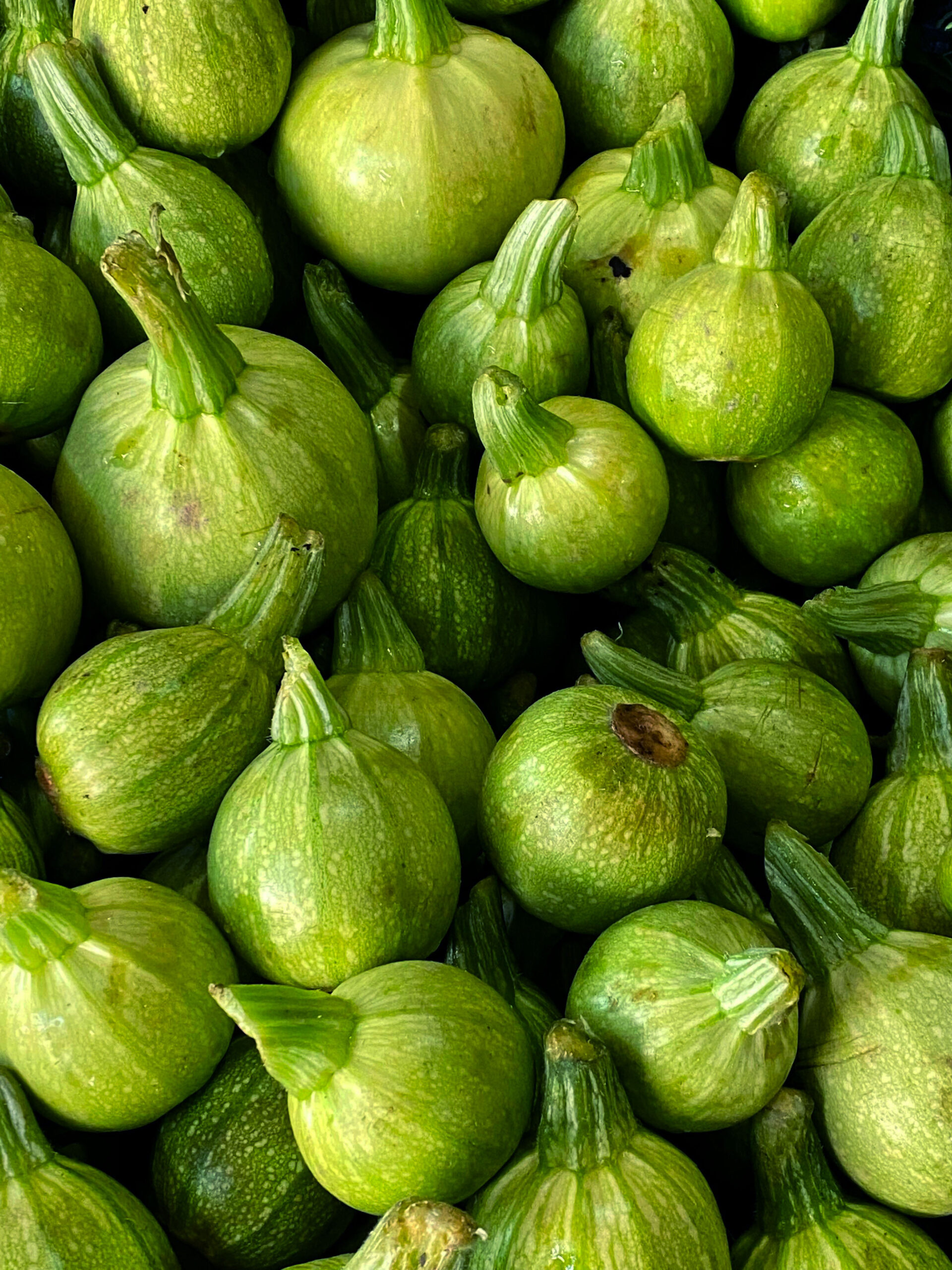 Courgettes rondes