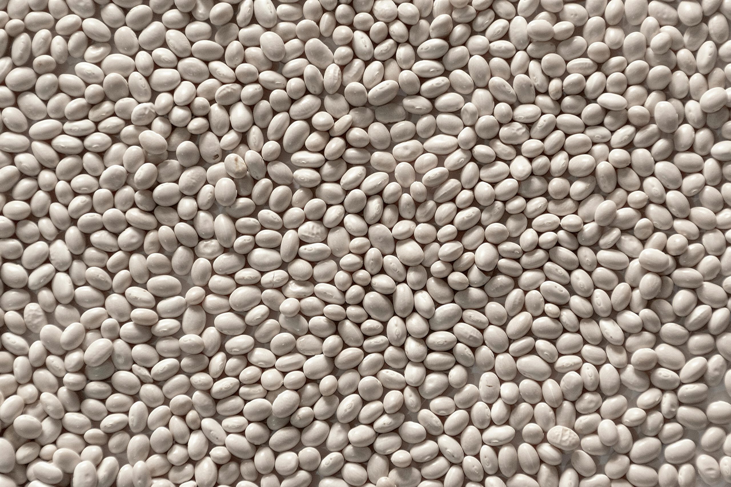 Haricots blancs