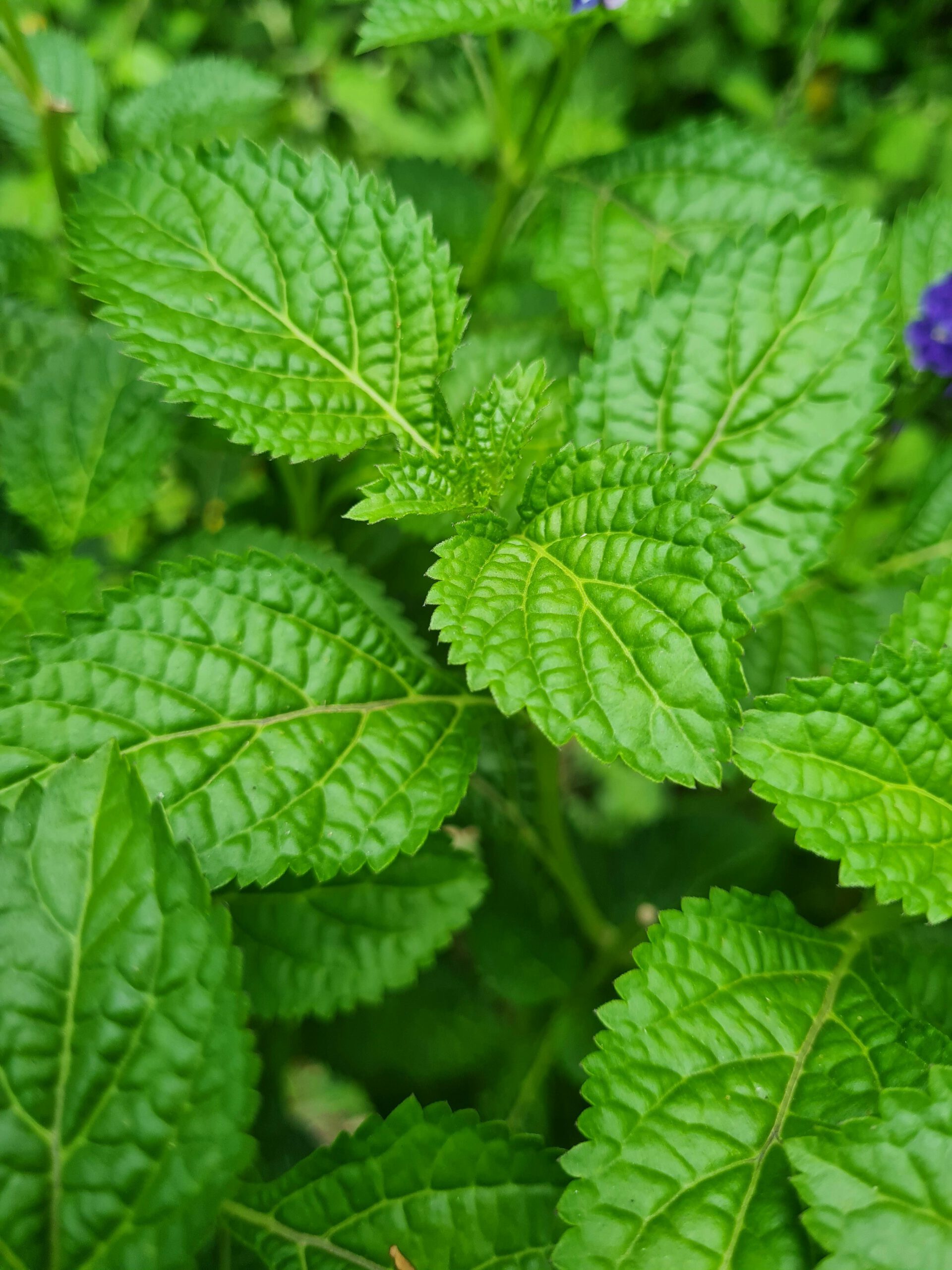 Menthe
