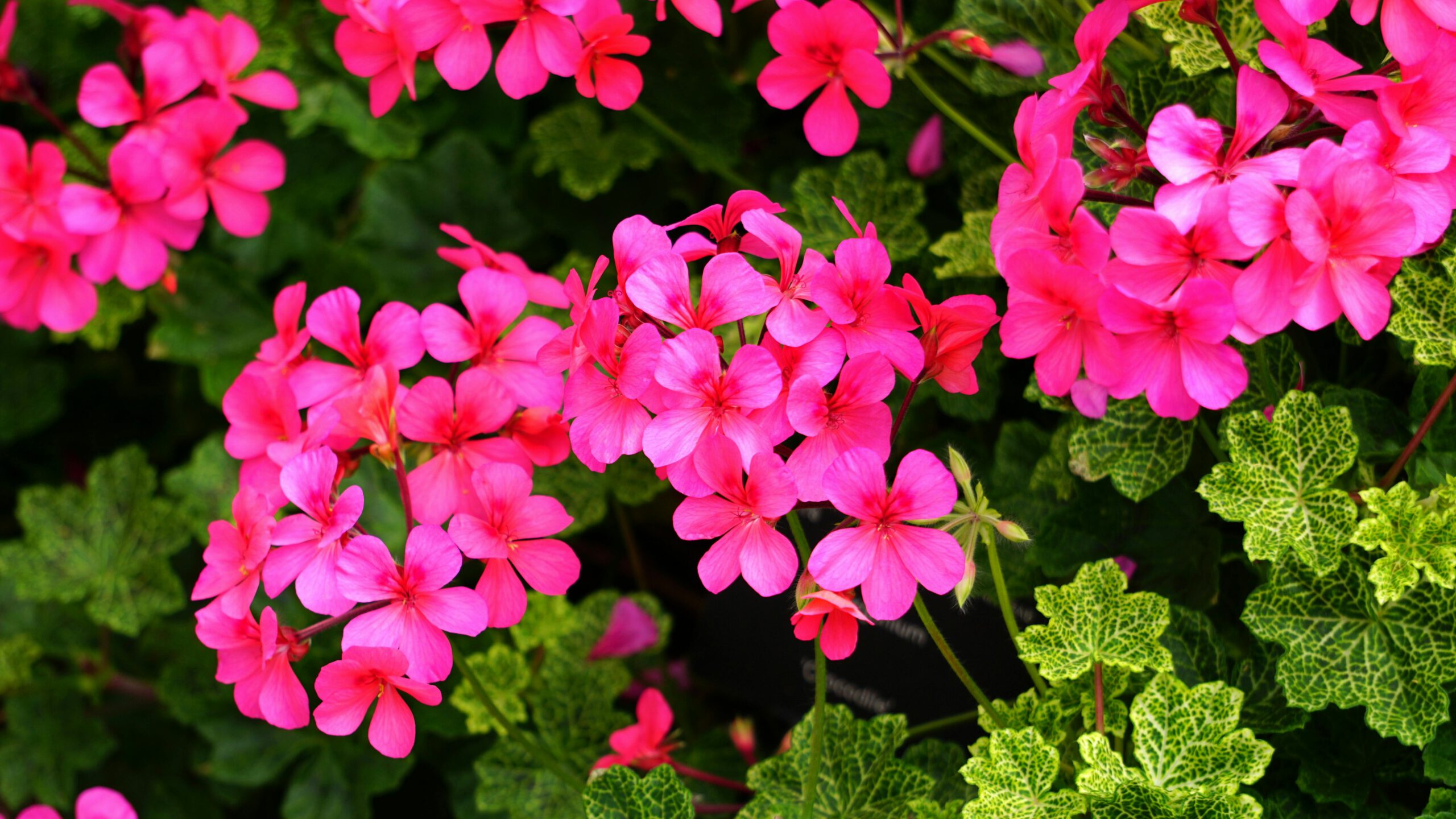 Pelargoniums