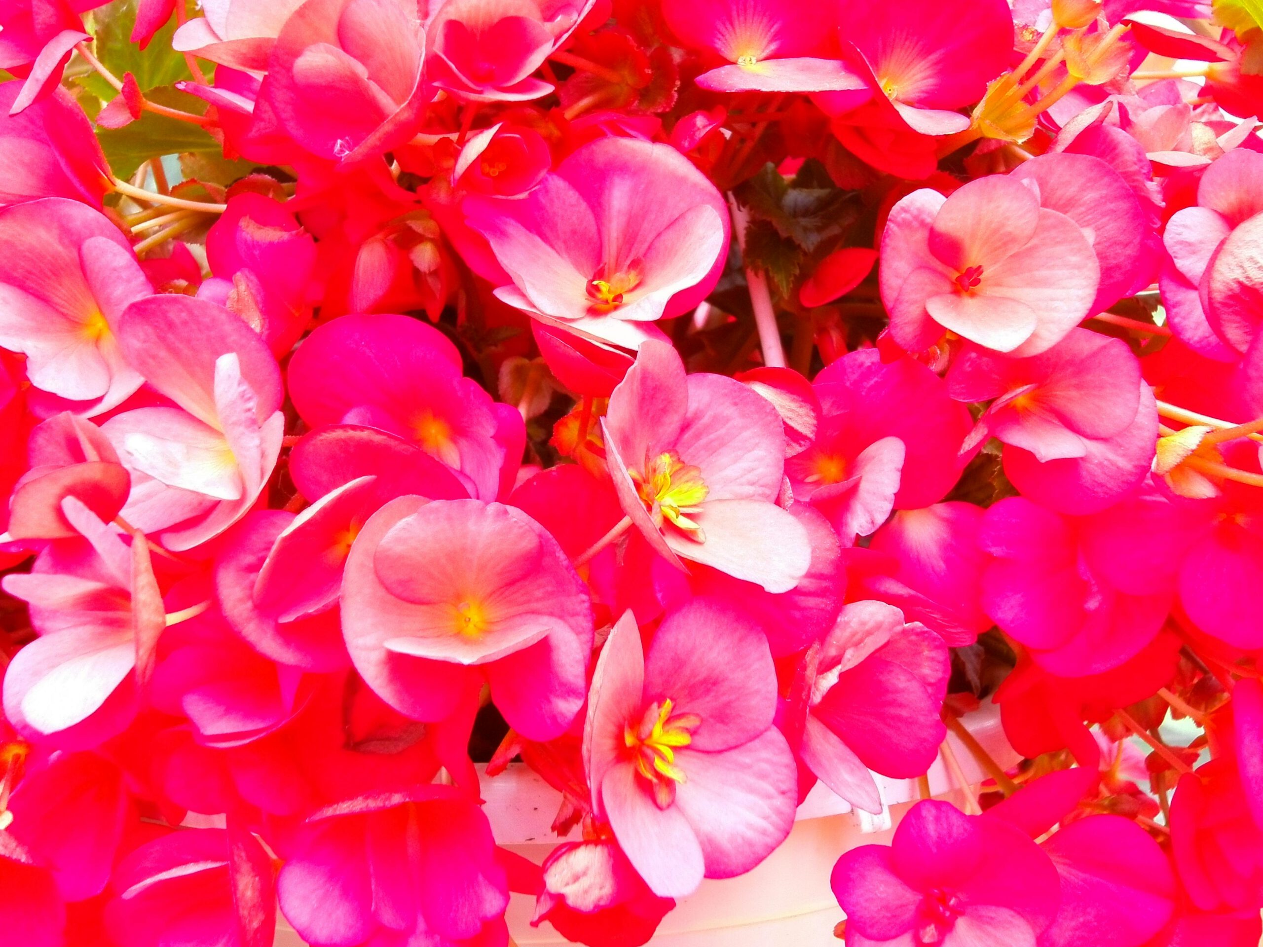 Bégonias