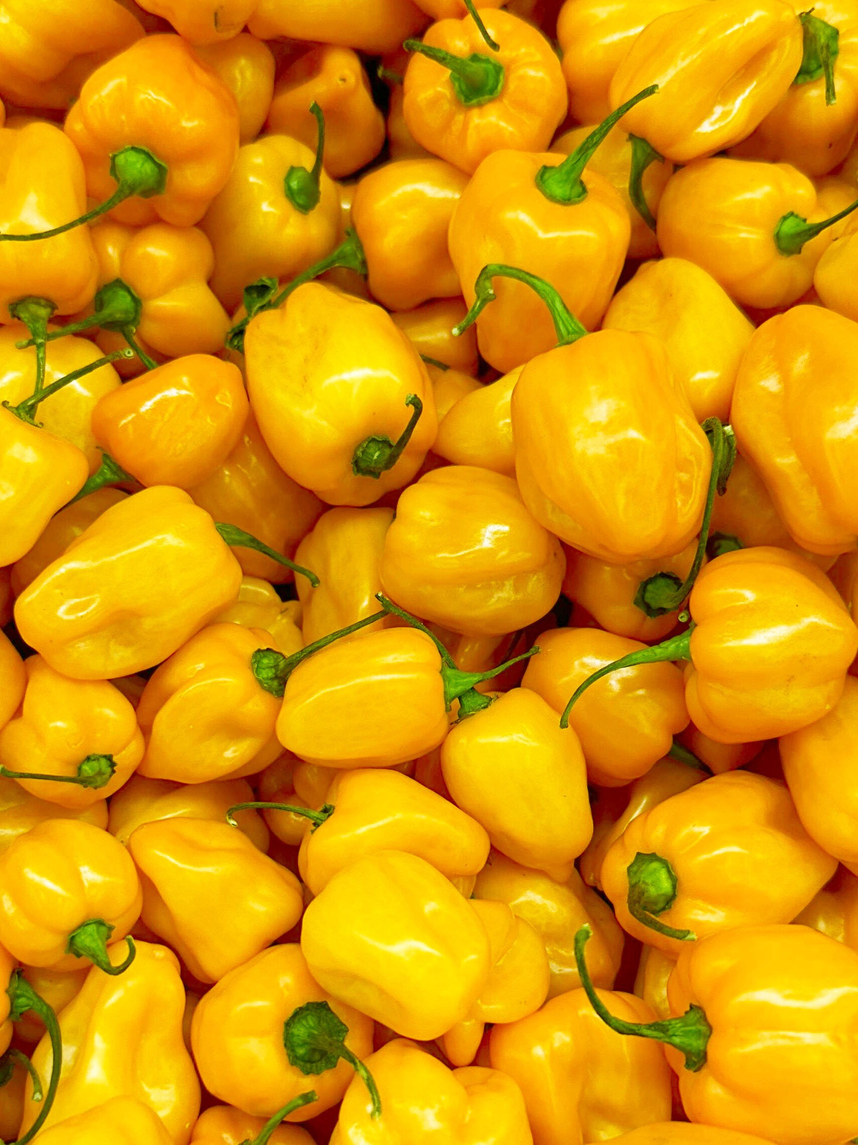 Mini poivrons jaunes