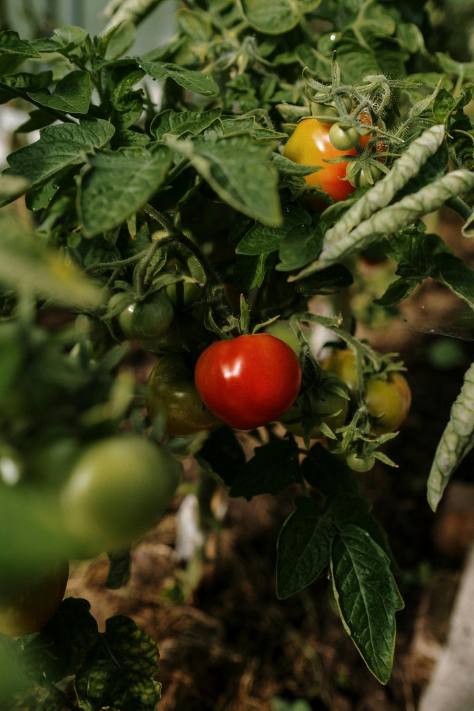 Photo de légumes pour la page Connectez-vous